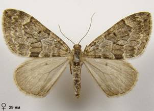 T.britannica-variata_3