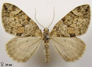 T.britannica-variata_4