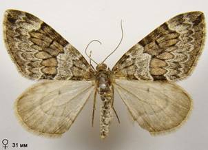 T.britannica-variata_5