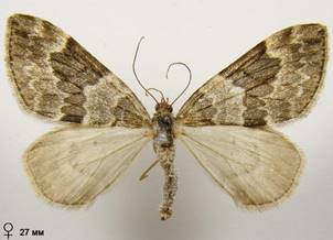 T.britannica-variata_6