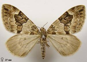 T.britannica-variata_7