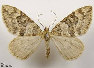 T.britannica-variata_8