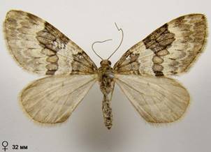 T.britannica-variata_9