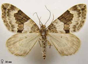 T.britannica-variata_10