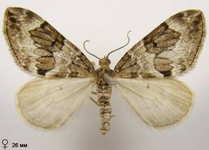 T.britannica-variata_11