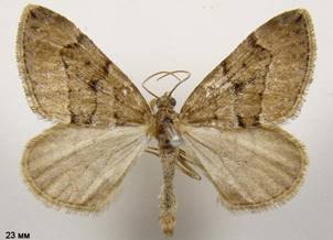 T.cognata_1