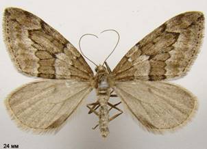 T.juniperata_1
