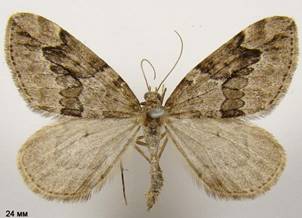 T.juniperata_4