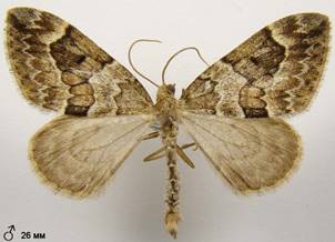 T.variata_1