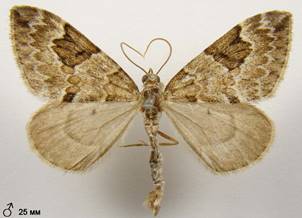 T.variata_2