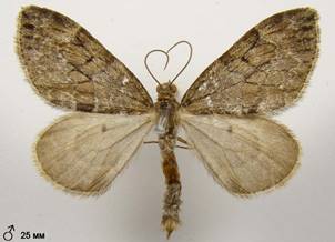 T.variata_3