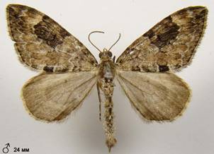 T.variata_4