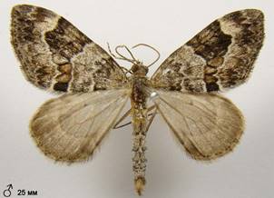 T.variata_5