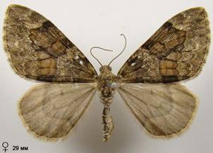 T.variata_6