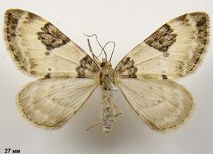 T.vetustata_1