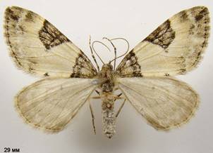 T.vetustata_2