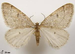 T.rupicapraria_1