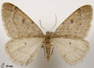 T.rupicapraria_2