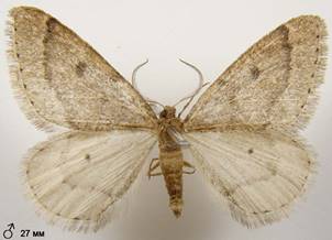 T.rupicapraria_3
