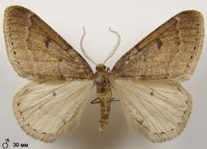 T.rupicapraria_4