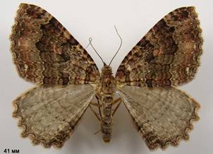 T.dubitata_1
