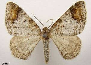 V.blomeri_1