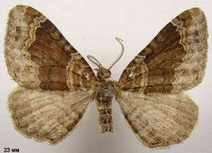 X.ferrugata_1