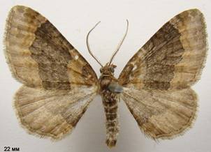 X.ferrugata_2