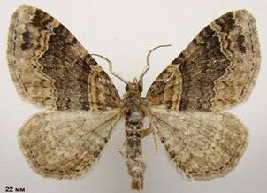 X.ferrugata_3