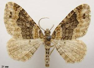 X.ferrugata_4