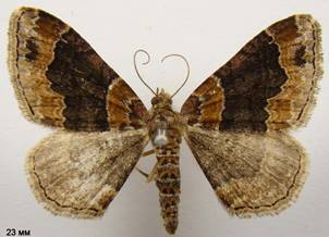 X.ferrugata_5