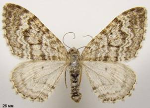 X.incursata_1