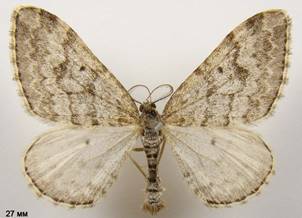 X.incursata_2