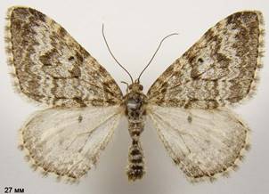 X.incursata_3
