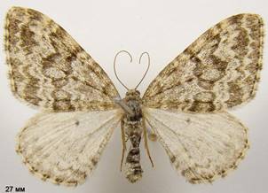 X.incursata_4