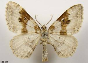 X.montanata_3
