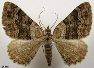 X.quadrifasciata_1