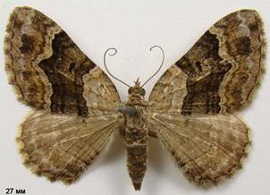 X.quadrifasciata_2