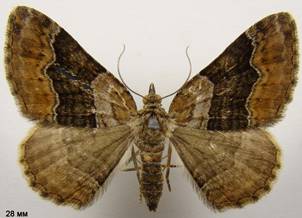 X.quadrifasciata_3