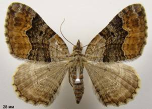 X.quadrifasciata_4