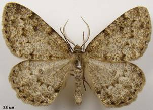 E.vittaria_1