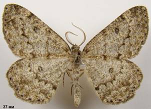 E.vittaria_2
