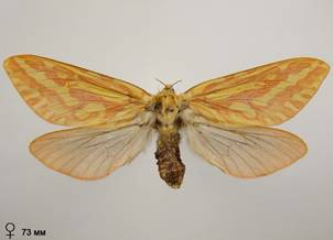 H.humuli_5