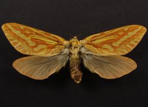H.humuli_5.