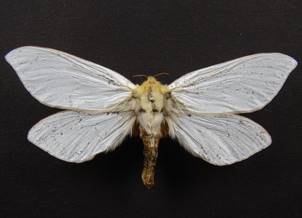 H.humuli_6.