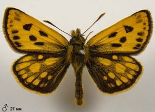 C.silvicola_1