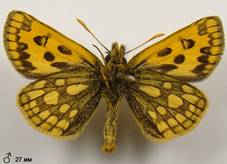 C.silvicola_1_isp