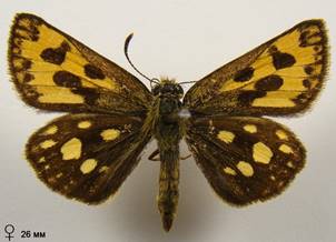C.silvicola_2