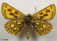C.silvicola_2_isp