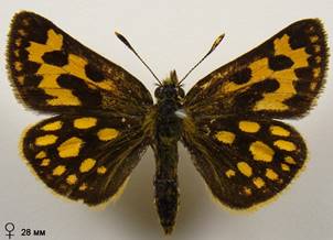 C.silvicola_3